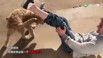 吠吠的止吠器 科学还是惩罚？
